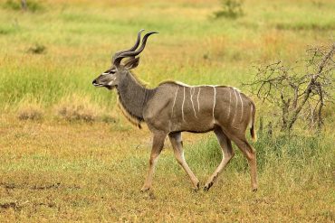 kudu, male, stripes, elegant, wildlife, antelope, beautiful, pose, kudu, kudu, kudu, kudu, kudu