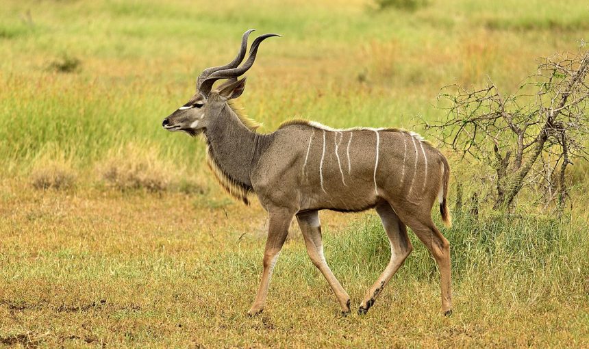 A Guide to Nature Tours in Namibia