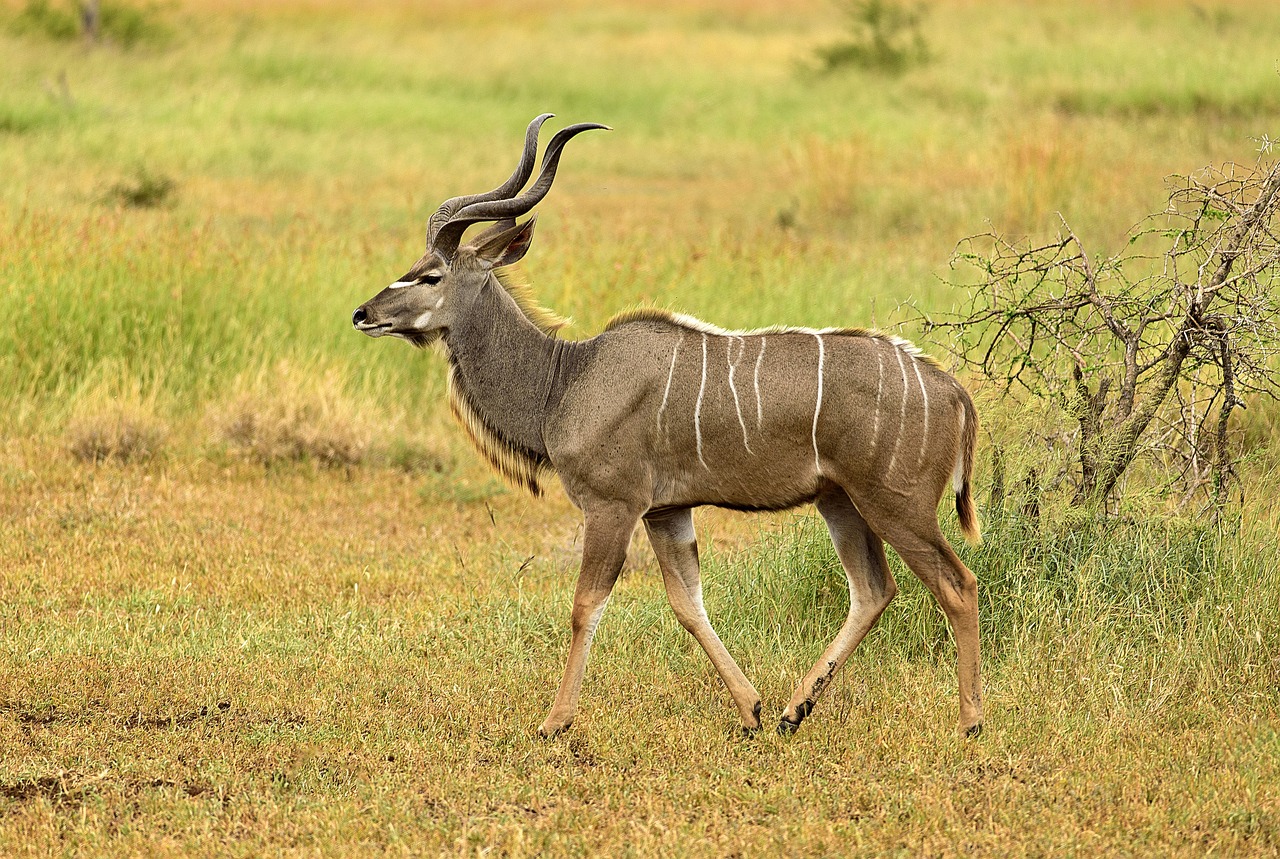 kudu, male, stripes, elegant, wildlife, antelope, beautiful, pose, kudu, kudu, kudu, kudu, kudu