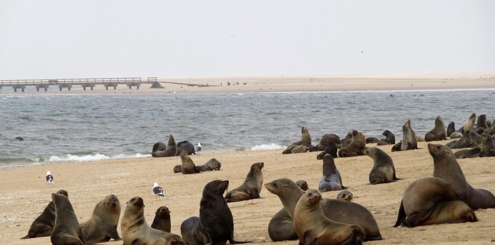 sea lions, seals, nature, colony, sea, walvis, bay, namibia, swakopmund, animals, beach, marin, mist, ocean, large, plan, gulls