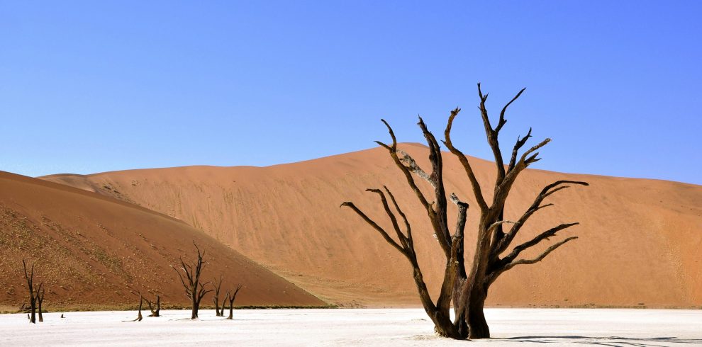 A breathtaking view of Deadvlei desert featuring iconic dead trees against dunes and blue sky.